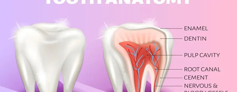 آناتومی دندان