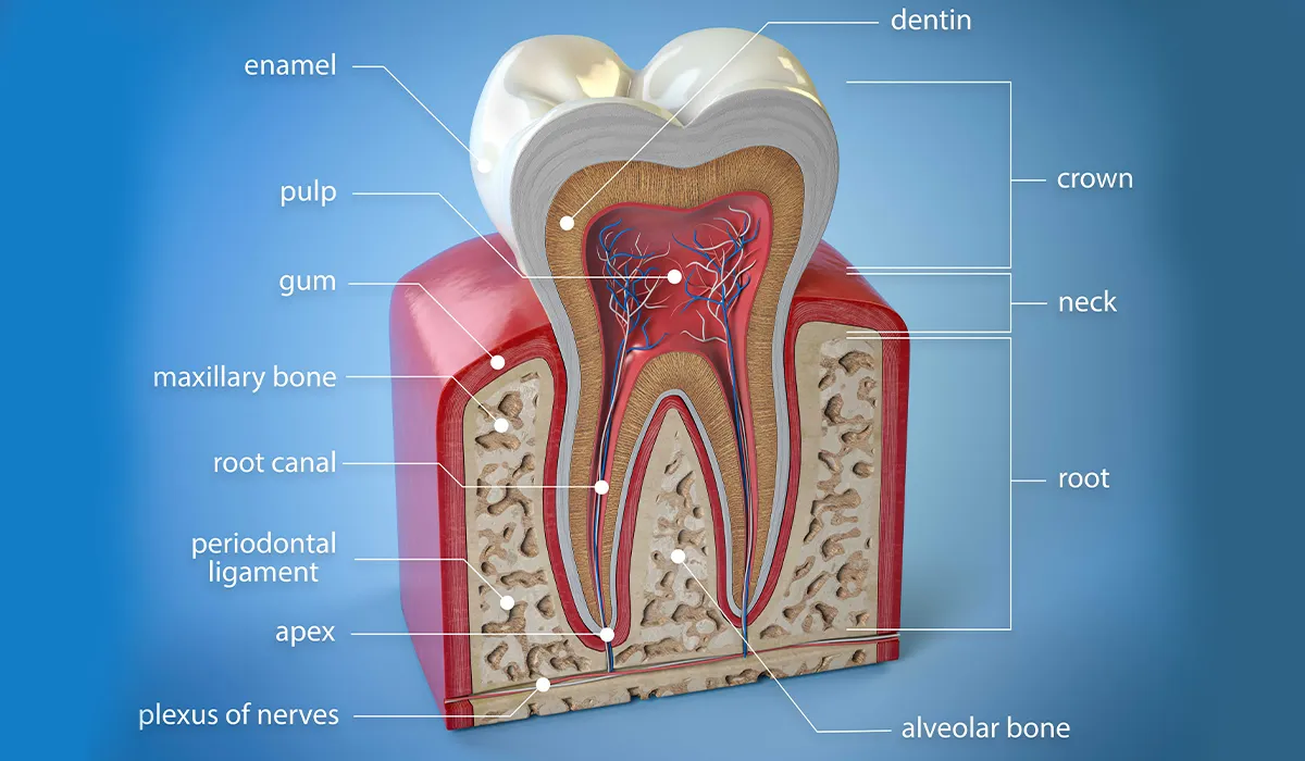 آناتومی دندان